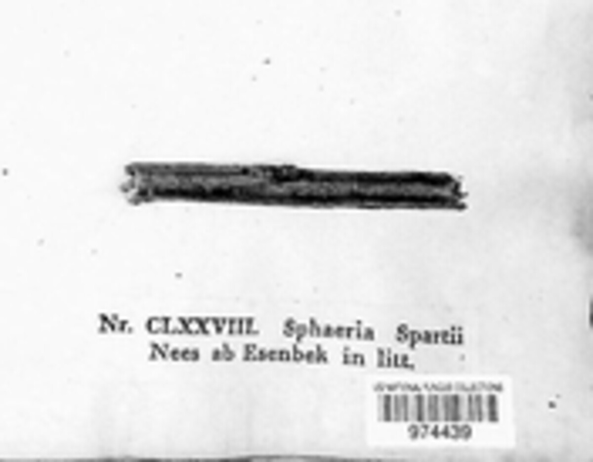 Pseudodidymosphaeria spartii image